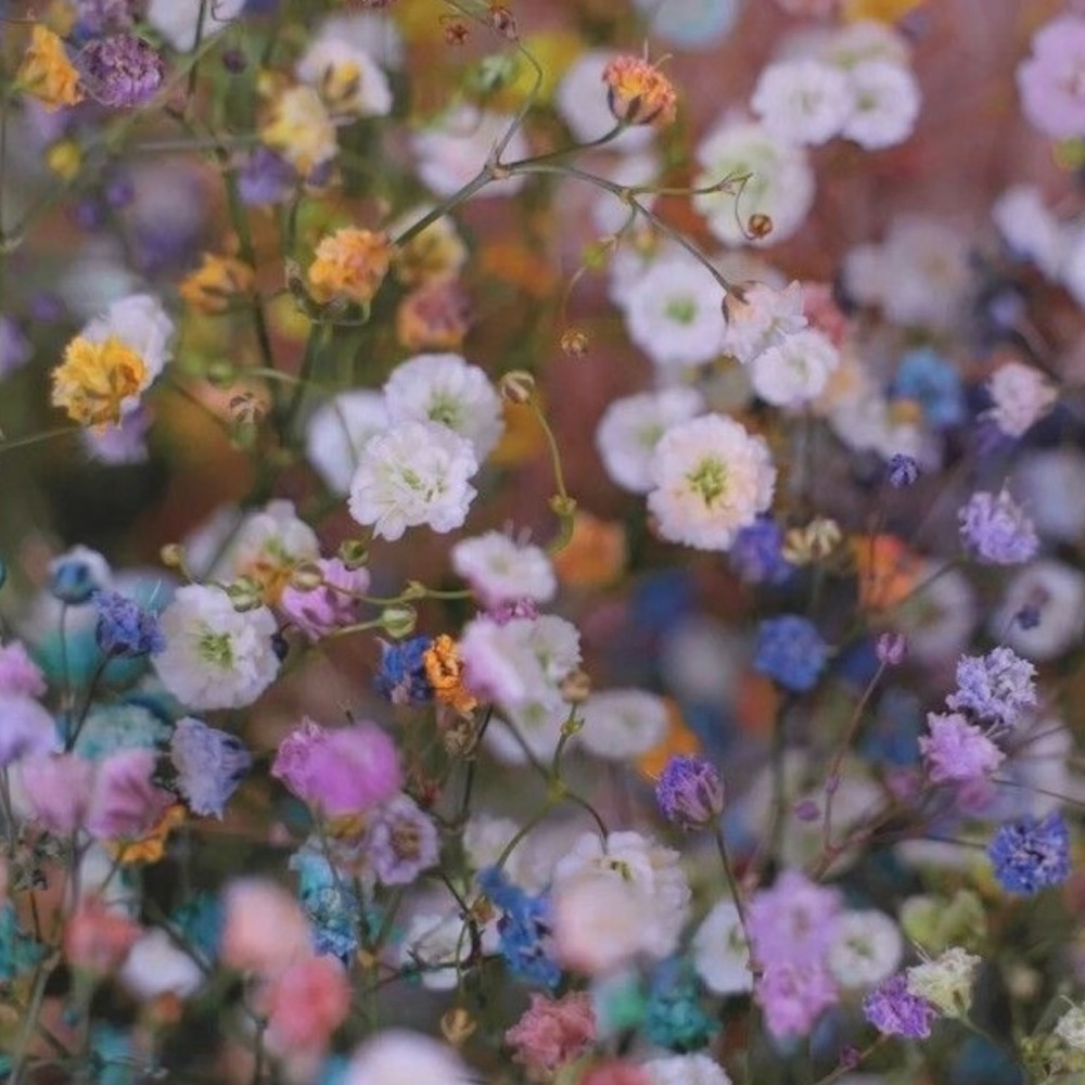 Meet your Posher, Sierra